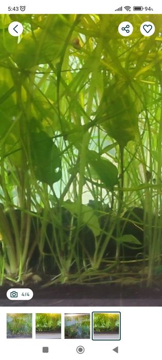 Vand  plante acvariu sau schimb cu pesti