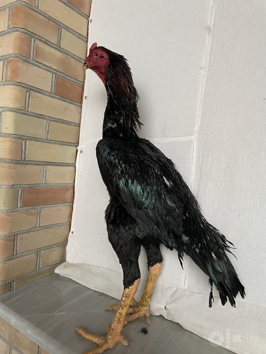 O shamo zot Tanachi vesi 5,3 kg Oʻyini ham bor