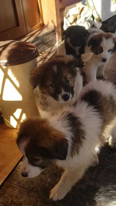 Donez 5 caței și 2 cațelușe de rasă metis ciobănesc