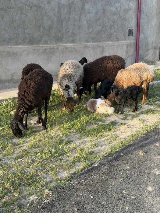 Ona bola qoylar soglom urgochi va qovhqor bolalari bor