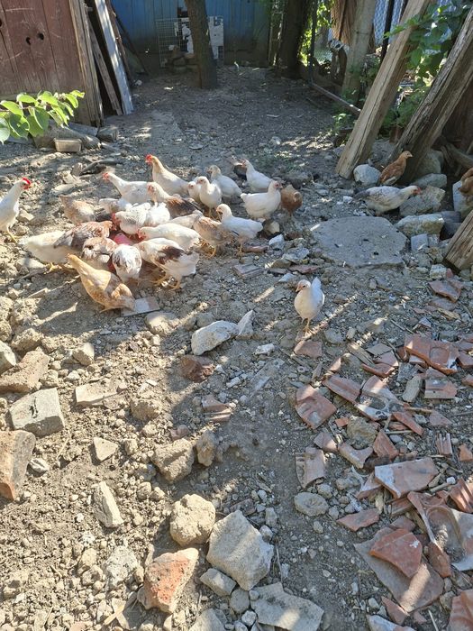 Vand un lot de 37 de pui de casa