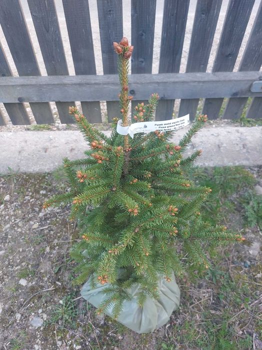 Molizi canadieni Picea glauca cu balot de pamant-calibru 60-80cm