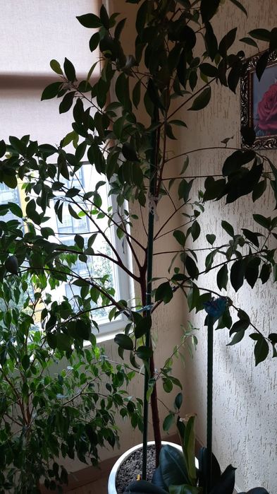 Продам Комнатные цветы