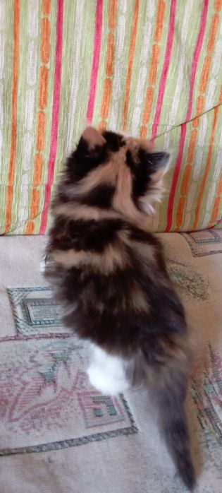 Отдам котенка девочка