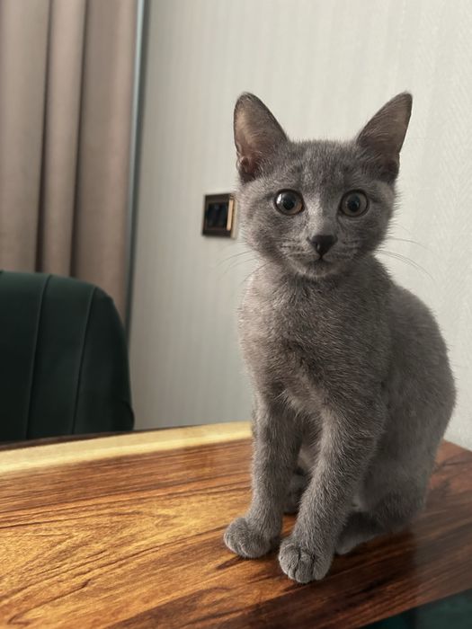 Отдам котенка в добрые руки