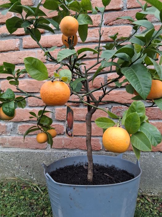 Portocal rosu de Sicilia