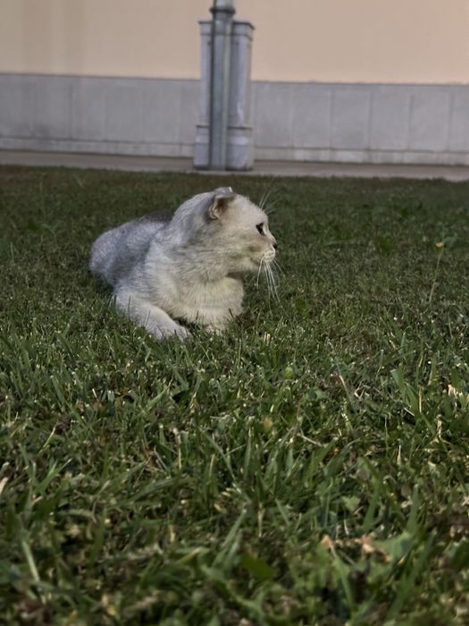 Mushuk scottish fold zotdor