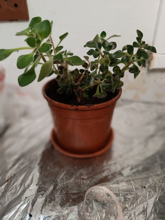 Продаются комнатные цветы