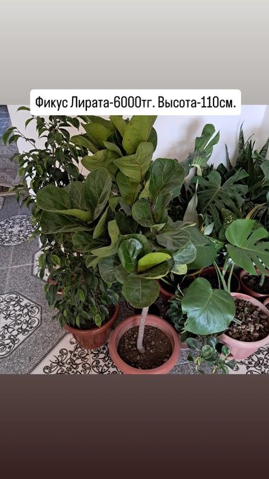 Домашние цветы Мырзакент