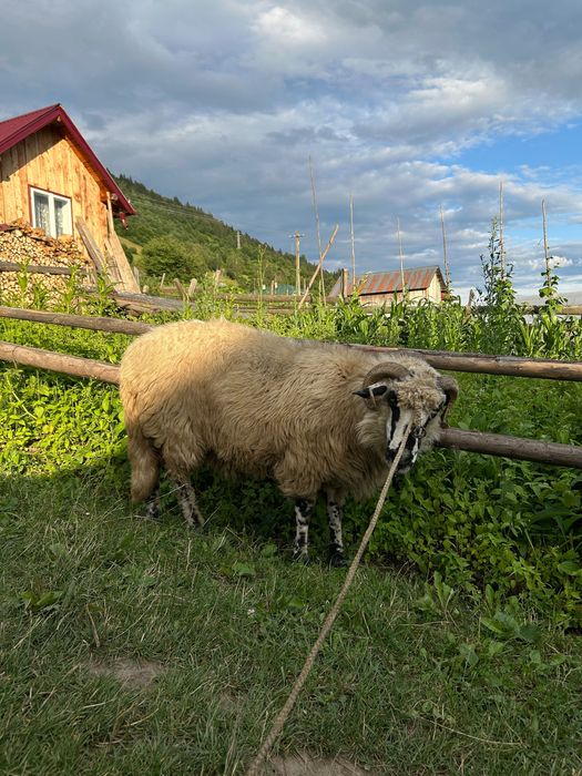 Vând oaie de tăiat