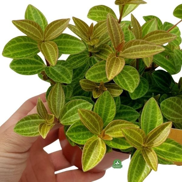 Продам пеперемию ROCCA VIVACE