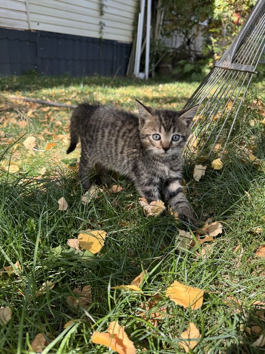 Котенок серый черный мальчик девочка