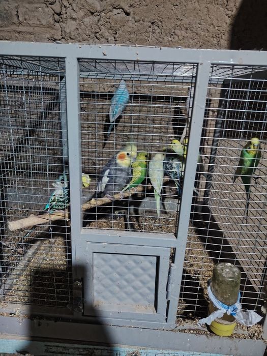 Кушлар прпугай кеша