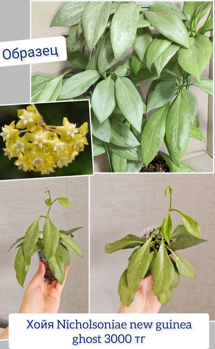 Хойя дисхидия комнатные цветы