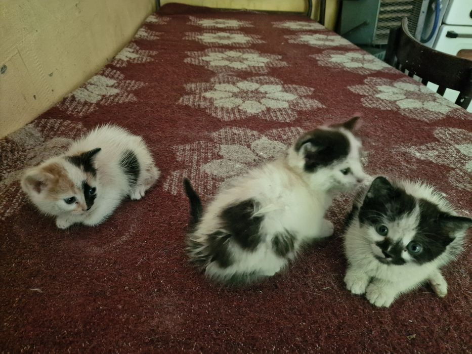 Подарявам малки котки