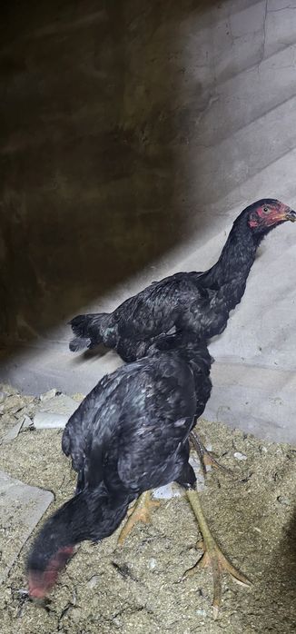 Дакан бойцовая птица