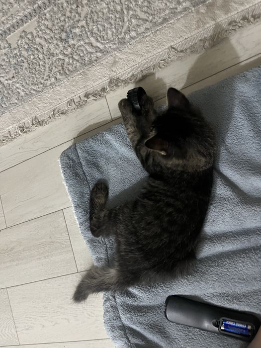 Котёнка Мальчик.