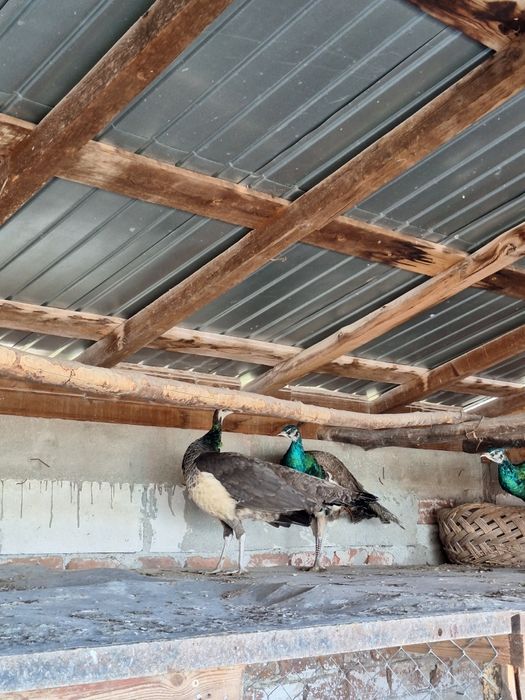 Păuni, vârstă-1 an