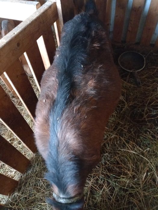 Capre bună de lapte gestație