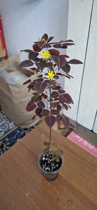 Комнатные цветы молодые