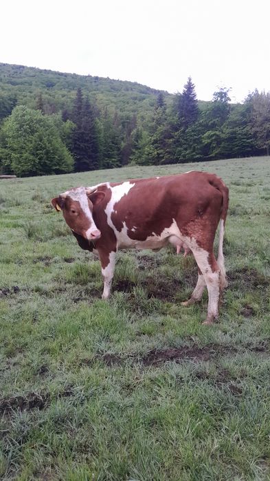 Vând vacuta baltata și taur baltat