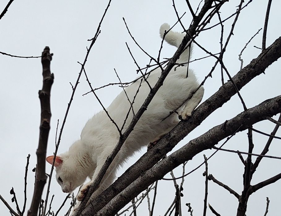 Бели котенца, сини очи, зелени очи,7 мес.Британска късокосместа
