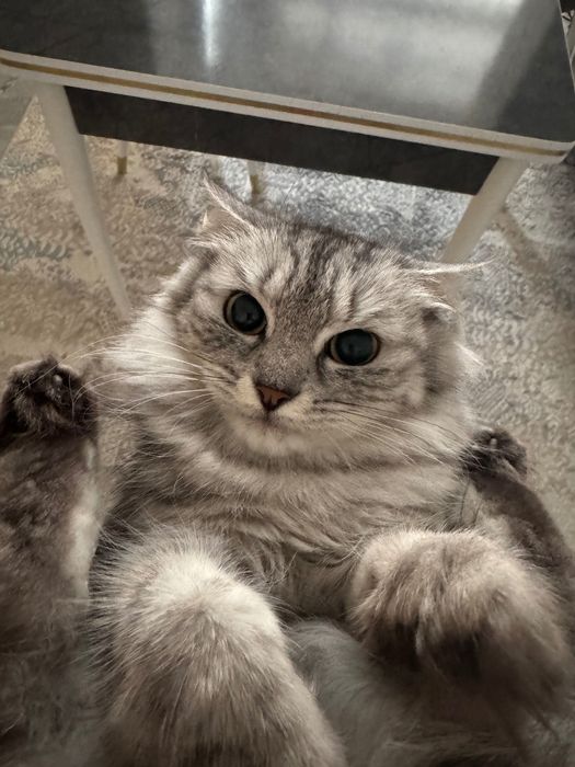 Кошка серая красивая