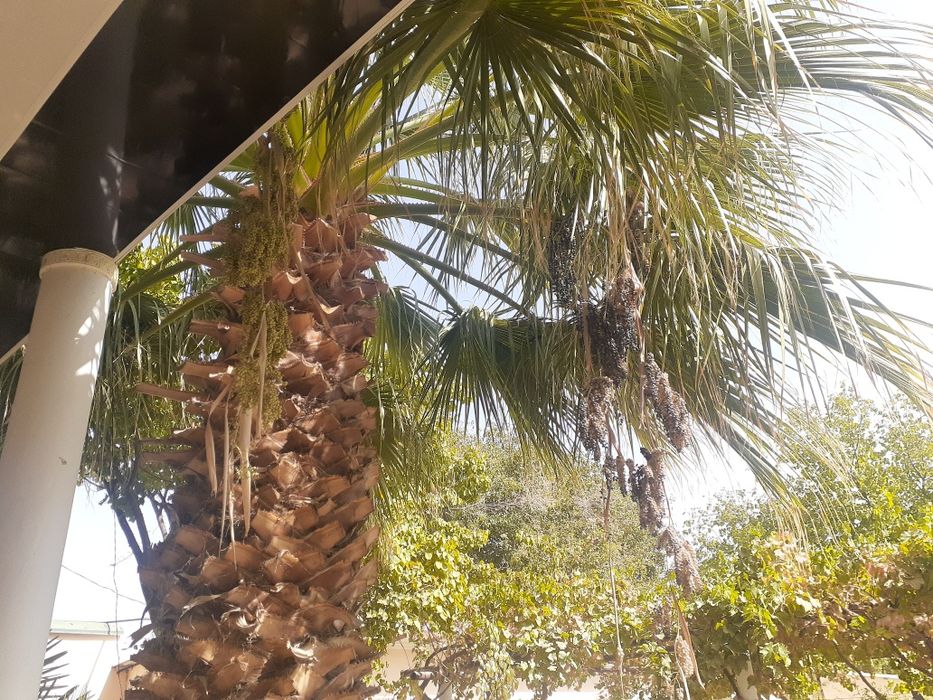 "Вашингтон" палмасининг уруги сотилади