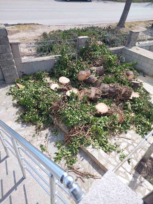 Рязане на опасни дървета и клони. Услуги със самосвал и дробилка .