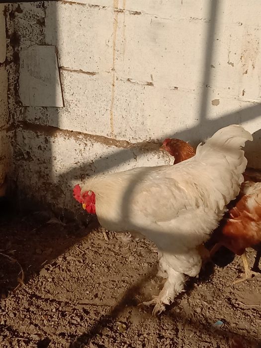 Продаётся петух брама