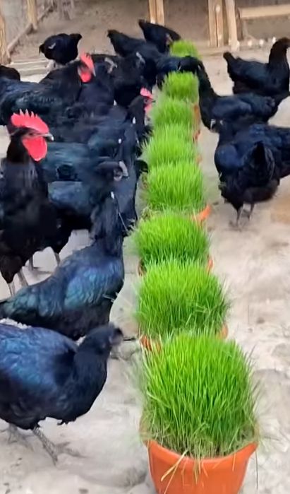 Товуклар сотилади