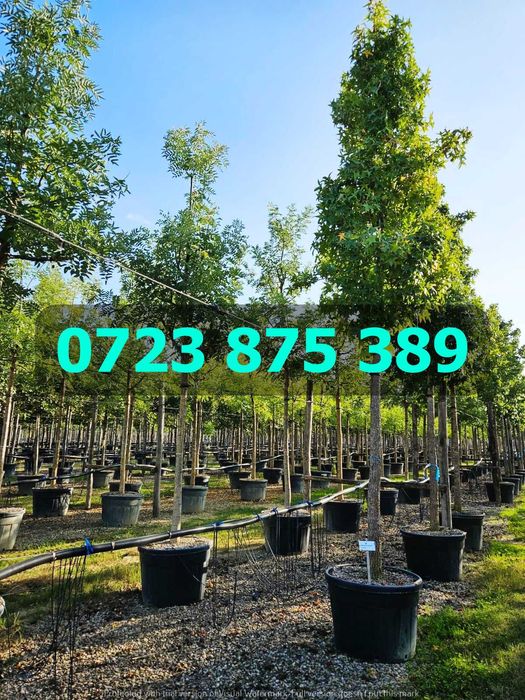 Selecție de Arbori Viguroși – Ramificație Densă și Aspect Uniform