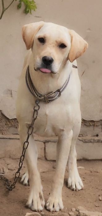 Labrador sotiladi