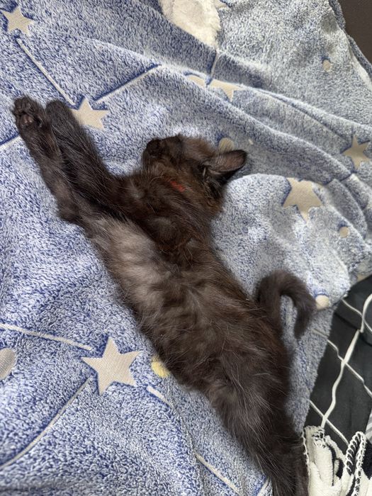 отдам котенка в добрые руки
