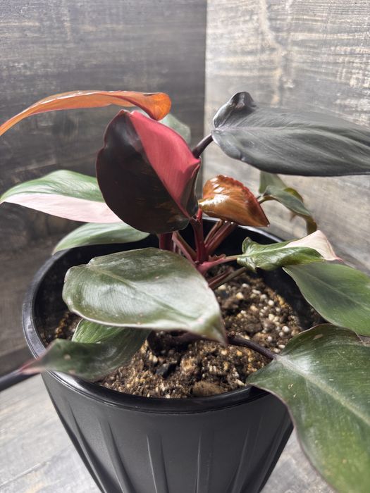 Филодендрон Red Queen Royale (US Hybrid)