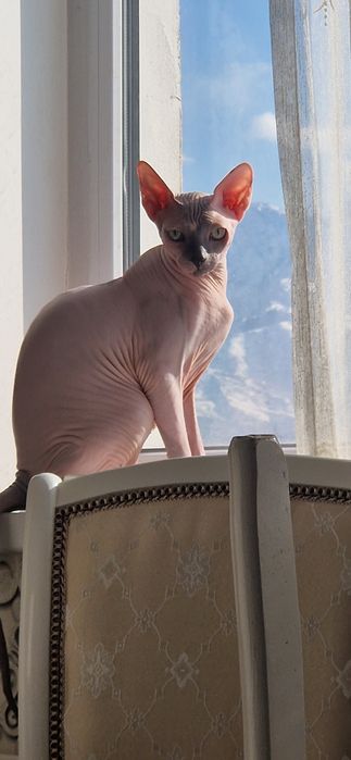 Кот сфинкс стерилизованный