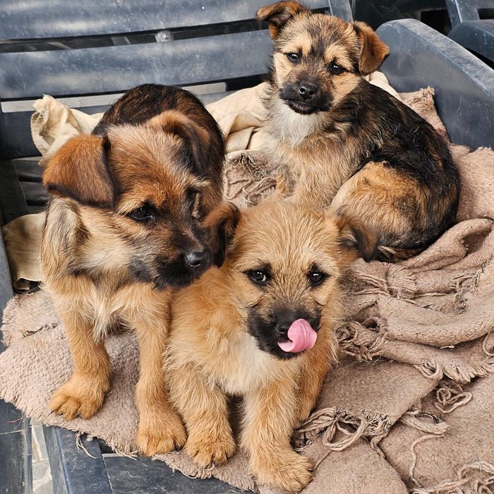 DONEZ 3 căței vaccinați, deparazitati