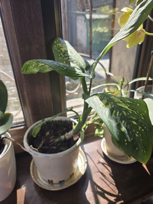 Диффенбахия. Комнатный цветок. Растение комнатное. Комнатные цветы