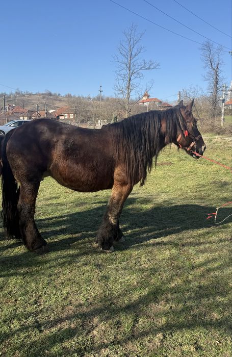 iapa Ardeneză adusa din franta cu pedigree