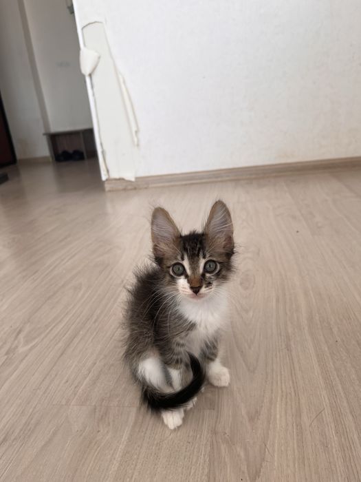 Отдам в добрые и ответственные руки