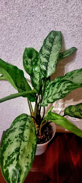 Цветы комнатные от 2500