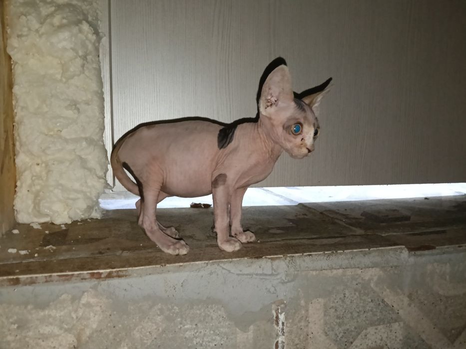 Канадский сфинкс