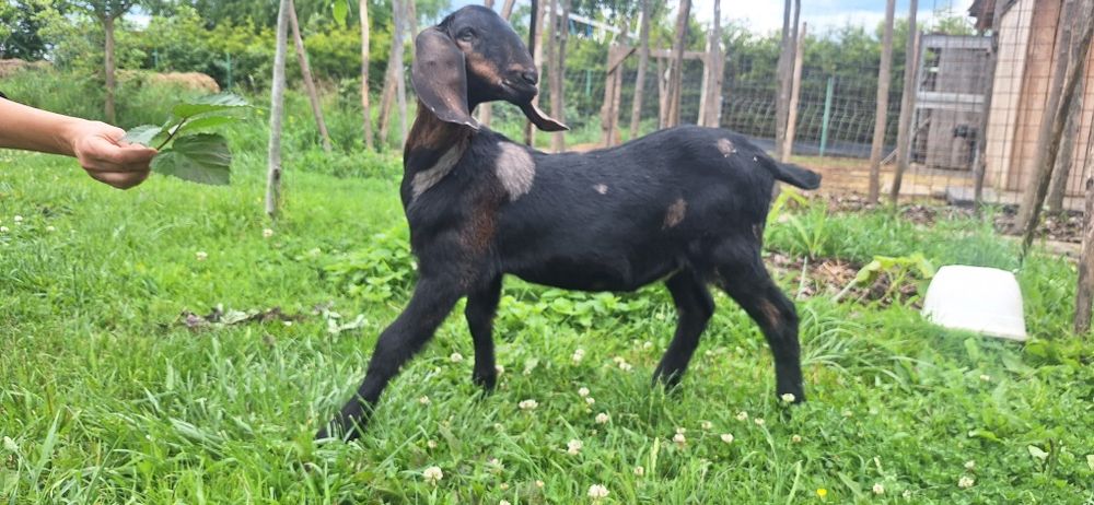 Lichidez ferma de  capre anglo nubiene