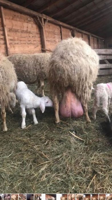 Se vând Mielute Assaf