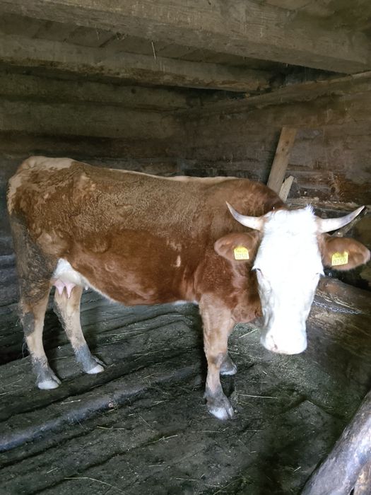 De vanzare 4 vaci si 2 vitei !!pretul se discuta la tel