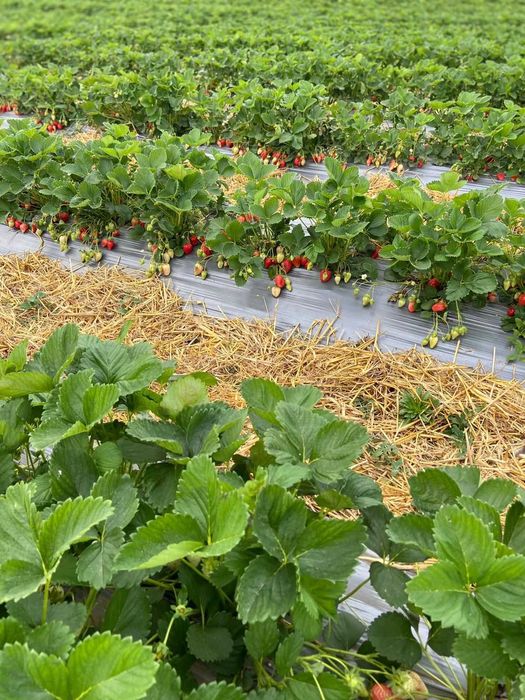 Vand stoloni soiul albion si diverse soiuri anuale Asia,Alba