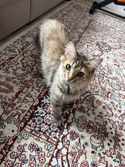 отдам кошку в хорошие руки