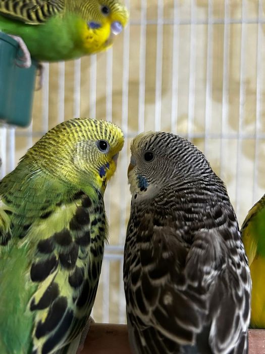 Волнистый попугай