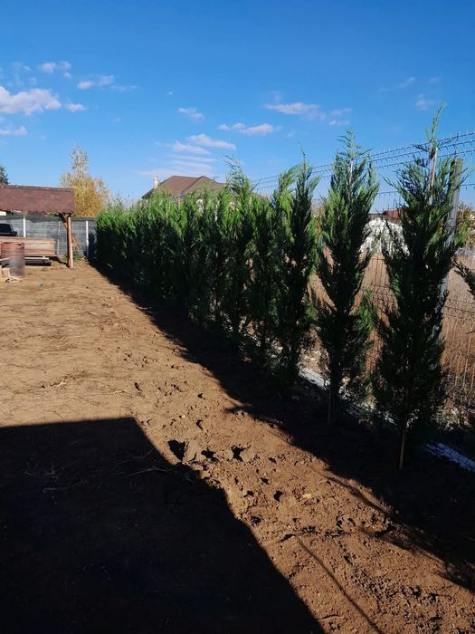 Vindem tuia leylandii 
*avem toate dimensiunile.
*preturile variază în