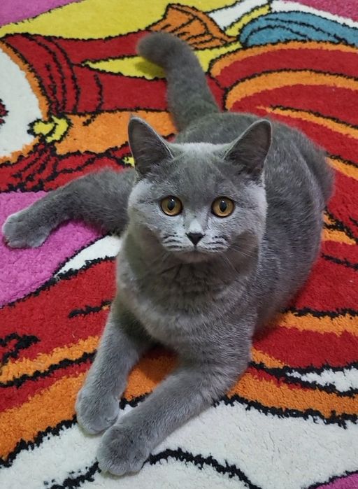 British shorthair